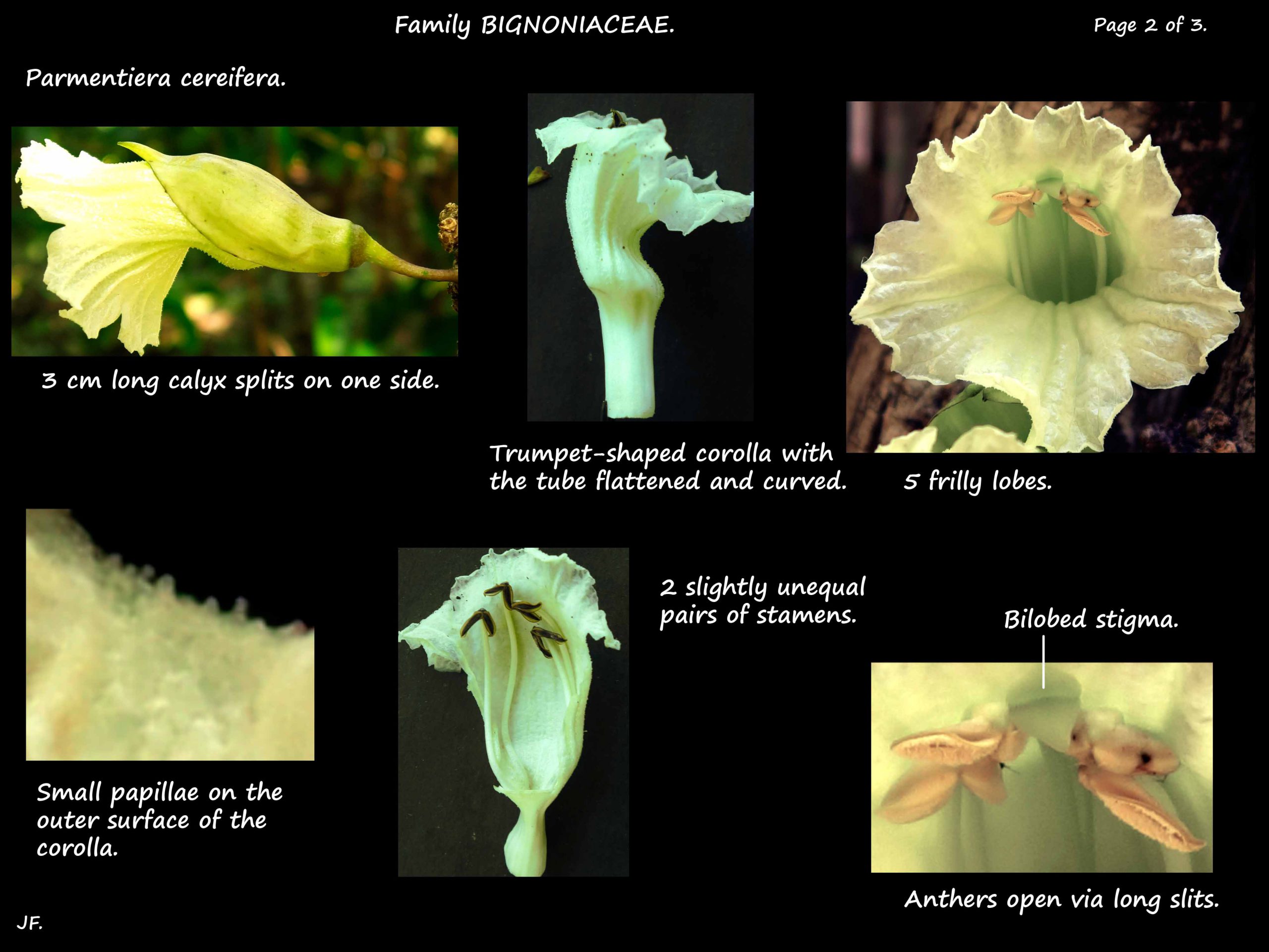 2 Parmentiera cereifera flowers